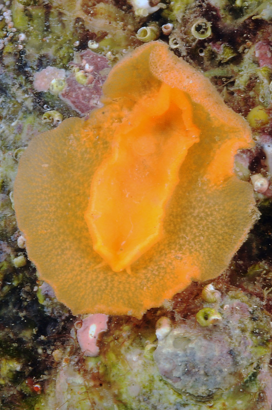 Doris ocelligera da confermare